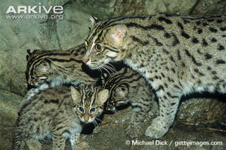 Illustration for article titled Caturday - Prionailurus viverrinus Edition
